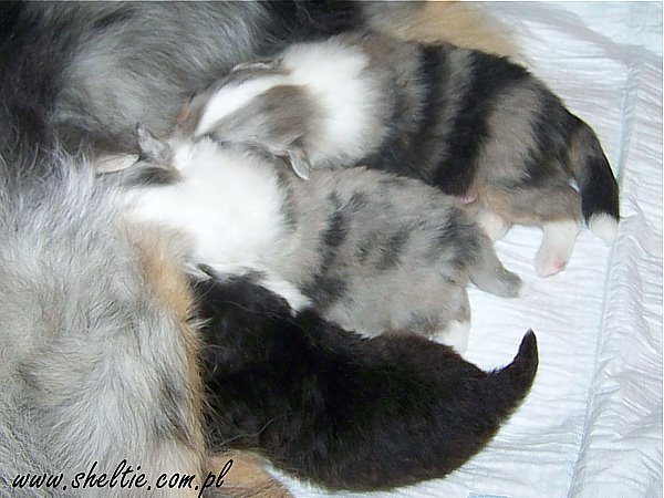 Lovesome O-litter
